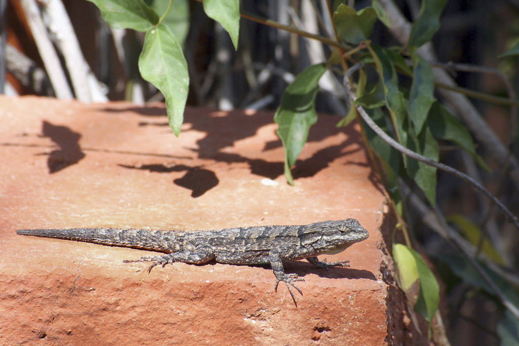 Lizard